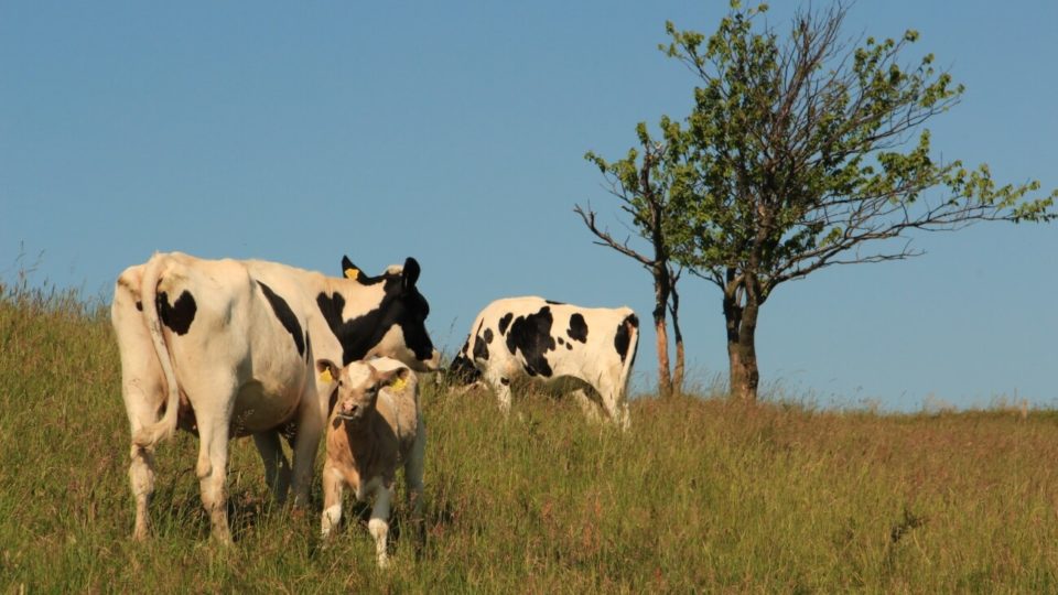 En ko og en kalv står på en græsmark.