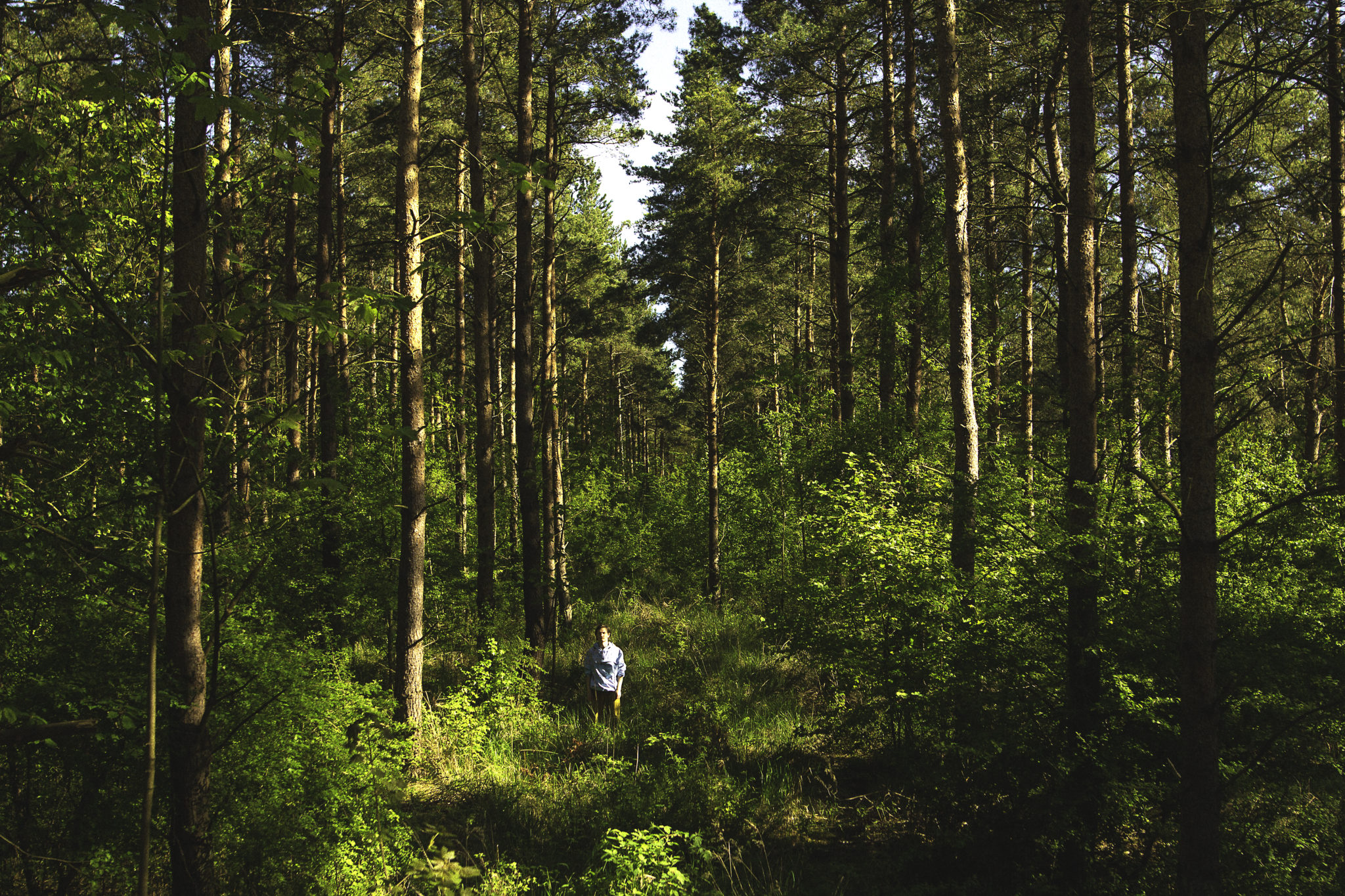 En person, der slentrer gennem en fredelig skov.
