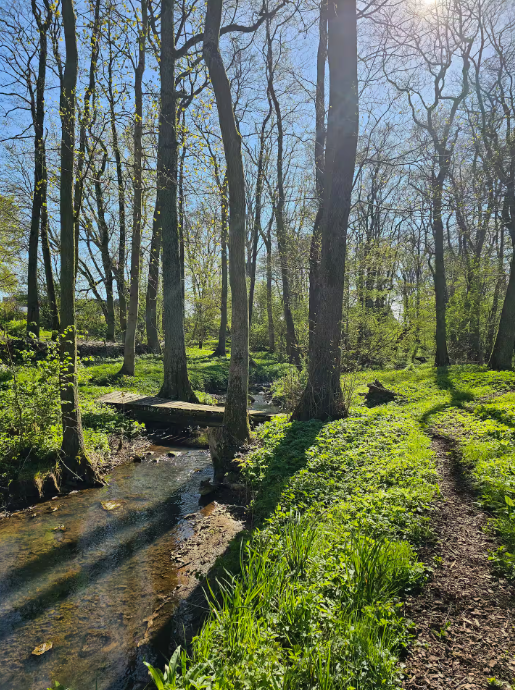 En solbeskinnet skov med høje træer, en smal jordsti og et lille vandløb, der løber ved siden af. Grønt græs og sollys skaber en lys, naturlig scene.
